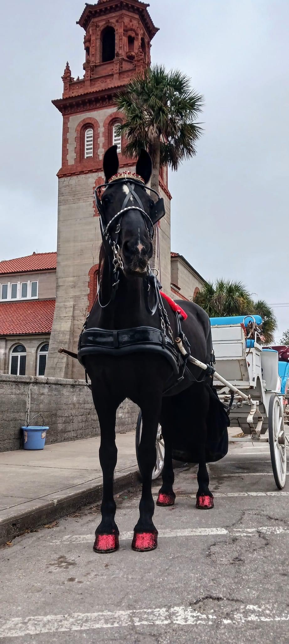A black carriage horse with pink hoof decorations in front of a historic tower.